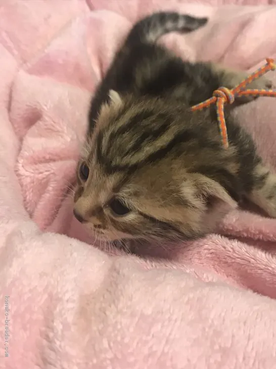 ID:1905-01494の子猫