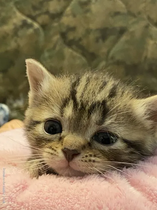 ID:2004-02198の子猫