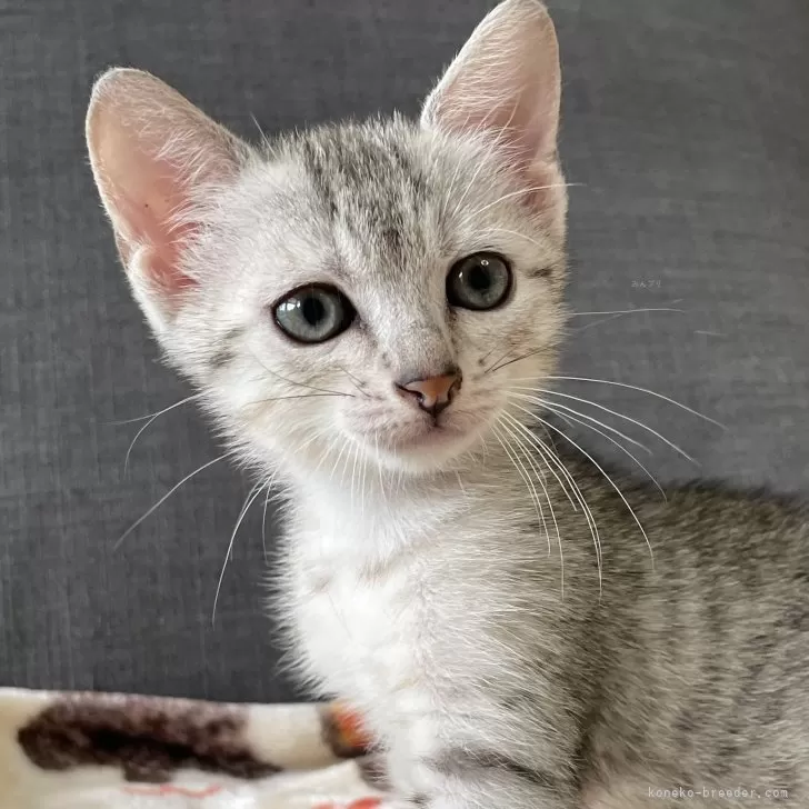 ID：2405-02798の子猫