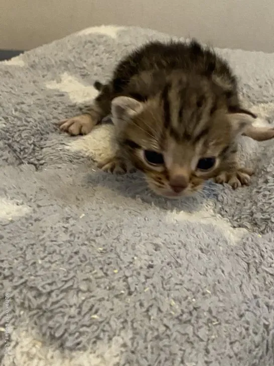 ID:2007-00100の子猫