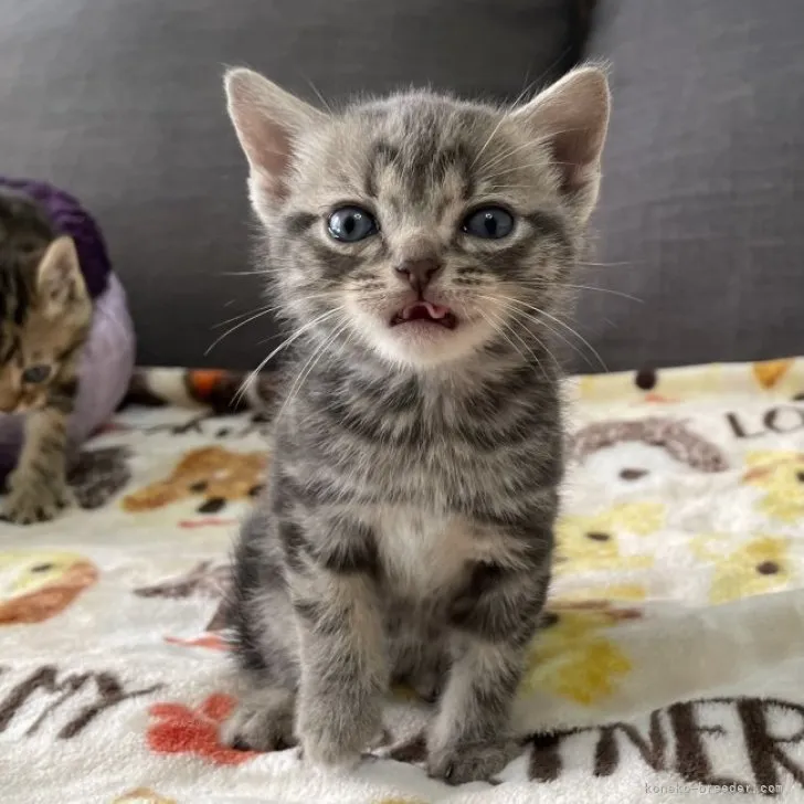 ID：2311-00747の子猫