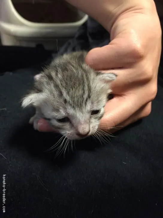 ID:1603-00262の子猫
