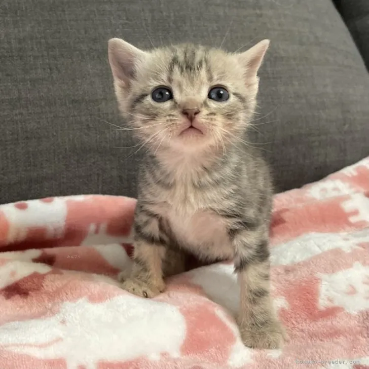 ID:2311-00744の子猫