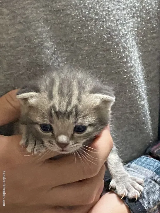しっぽりじま 様のお迎えした子猫