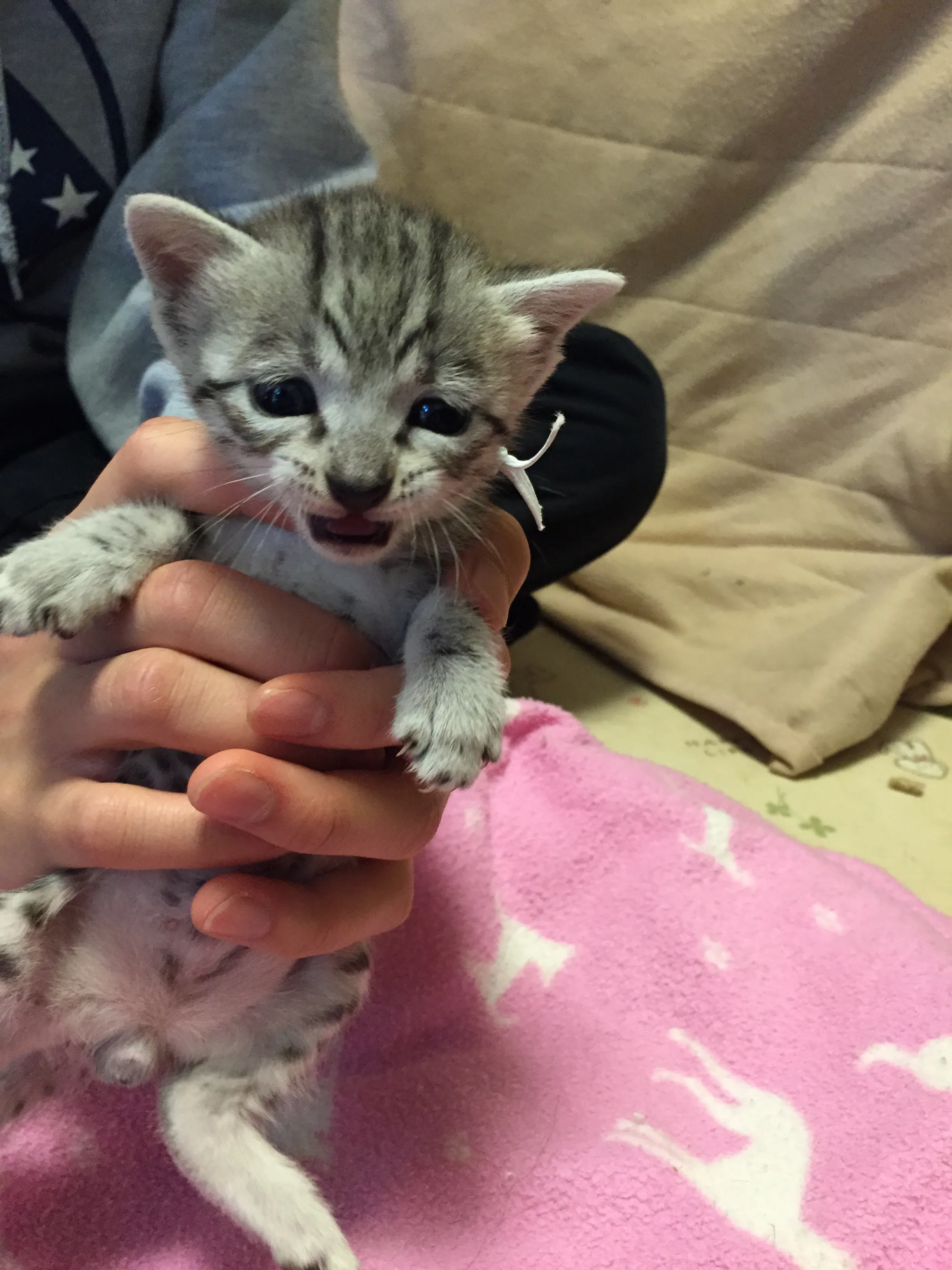 ID:1603-00264の子猫