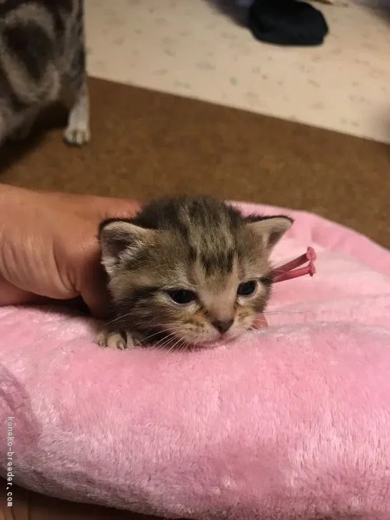 ID:1806-01234の子猫