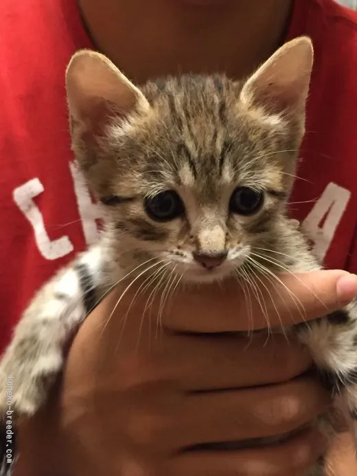 ID:1510-00591の子猫