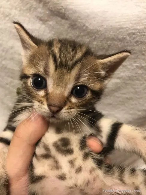 北川登貴美 様のお迎えした子猫
