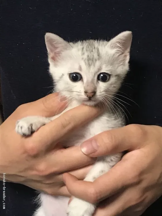 アザミ 様のお迎えした子猫