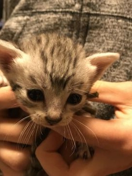 エジプシャンマウ【岐阜県・男の子・2018年2月22日・シルバー】の写真「父CFAチャンピオン 可愛いお顔」
