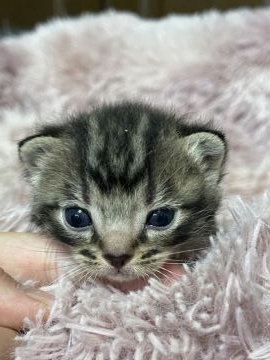 アメリカンショートヘア【岐阜県・男の子・2022年4月11日・ブラウンタビー】の写真「自慢のまん丸なお顔」