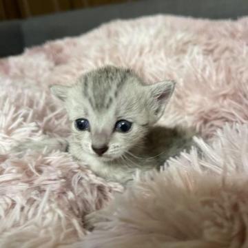 エジプシャンマウ【岐阜県・男の子・2023年2月21日・ブロンズ】の写真「とても賢い美しい猫です。母CFA.ACCチャンピオ」