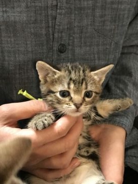 アメリカンショートヘア【岐阜県・男の子・2018年1月30日・ブラウンクラシックタビー】の写真「可愛いお顔です。父CFAチャンピオン。黄色」