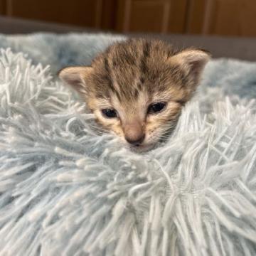 エジプシャンマウ【岐阜県・女の子・2022年7月29日・ブロンズ（薄茶色）】の写真「とても賢い美しい猫です。」