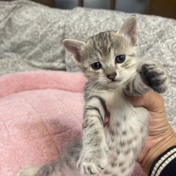 エジプシャンマウ【岐阜県・女の子・2023年2月21日・ブロンズ】の写真「とても賢い美しい猫です。母CFA.ACCチャンピオ」