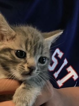 アメリカンショートヘア【岐阜県・男の子・2018年10月27日・ブルークラシックタビー】の写真「12月限定価格！かわいいお顔、綺麗なブルーです。」