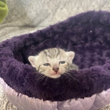 エジプシャンマウ【岐阜県・女の子・2023年3月7日・ブロンズ】の写真「とても賢い美しい猫です」