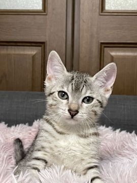 エジプシャンマウ【岐阜県・女の子・2022年3月12日・シルバー】の写真「とても賢い美しい猫です。」