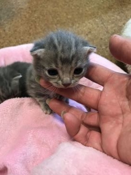 アメリカンショートヘア【岐阜県・女の子・2018年10月27日・ブルークラシックタビー】の写真「11月限定！かわいいお顔、綺麗なブルーです。」