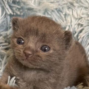 アメリカンショートヘア【岐阜県・男の子・2022年9月1日・ブルー】の写真「珍しいブルーソリッド自慢のまん丸なお顔」