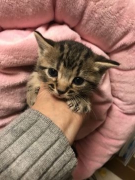 アメリカンショートヘア【岐阜県・男の子・2019年1月1日・ブラウンタビー】の写真「まん丸顔です」