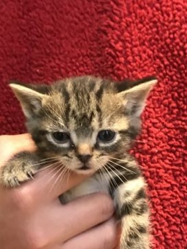 アメリカンショートヘア【岐阜県・女の子・2019年2月27日・ブラウンタビー】の写真「自慢の可愛いお顔です」