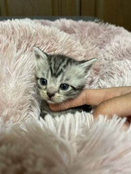 アメリカンショートヘア【岐阜県・女の子・2022年2月24日・ブルータビー】の写真「可愛い丸顔、自慢の子です」