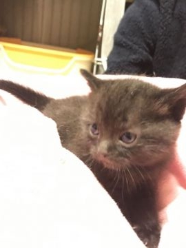 アメリカンショートヘア【岐阜県・女の子・2019年1月1日・ブラック】の写真「珍しいブラックです」