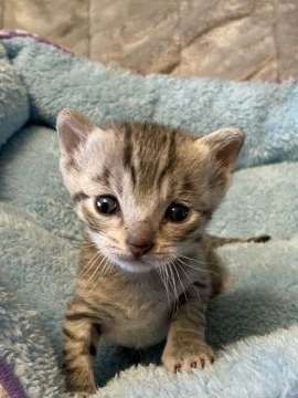 エジプシャンマウ【岐阜県・男の子・2020年2月26日・ブロンズ】の写真「父CFAチャンピオン！家猫で最速！IQも高いです。」