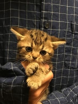 アメリカンショートヘア【岐阜県・男の子・2017年9月7日・ブラウンタビー】の写真「まん丸お顔のかわいい子です。ブルー」