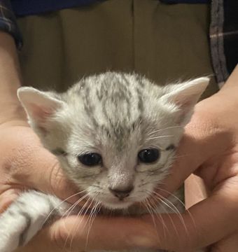 エジプシャンマウ【岐阜県・男の子・2020年3月18日・シルバー】の写真「両CFAチャンピオン！家猫で最速！IQも高いです。」