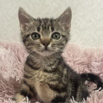 アメリカンショートヘア【岐阜県・女の子・2022年9月1日・ブラウンタビー】の写真「自慢のまん丸なお顔」