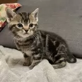 アメリカンショートヘア【岐阜県・女の子・2023年11月6日・ブラウンタビー】の写真1「12/22撮影」