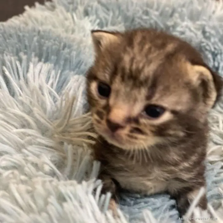 ID：2209-01672の子猫