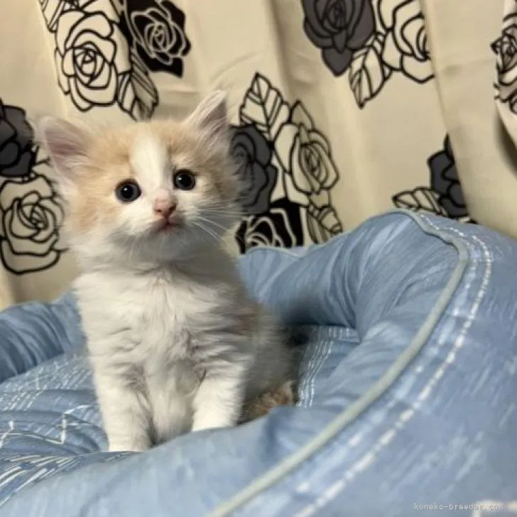ID:2210-03203の子猫