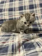 アメリカンショートヘア【岐阜県・男の子・2021年4月5日・シルバータビー】の写真2