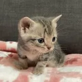 アメリカンショートヘア【岐阜県・女の子・2023年10月15日・ブルータビー】の写真2