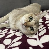 シンガプーラ【・女の子・2022年6月20日・セピアアグーティ】