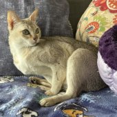 シンガプーラ【・女の子・2022年5月20日・セピアアグーティ】