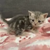 アメリカンショートヘア【岐阜県・女の子・2023年10月15日・ブルータビー】の写真3