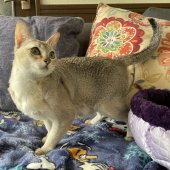 シンガプーラ【・女の子・2022年5月20日・セピアアグーティ】