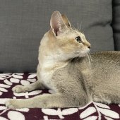 シンガプーラ【・女の子・2022年6月20日・セピアアグーティ】