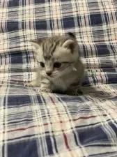 アメリカンショートヘア【岐阜県・男の子・2021年4月5日・シルバータビー】の写真3