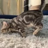 アメリカンショートヘア【岐阜県・男の子・2025年6月7日・ブルータビー】の写真3