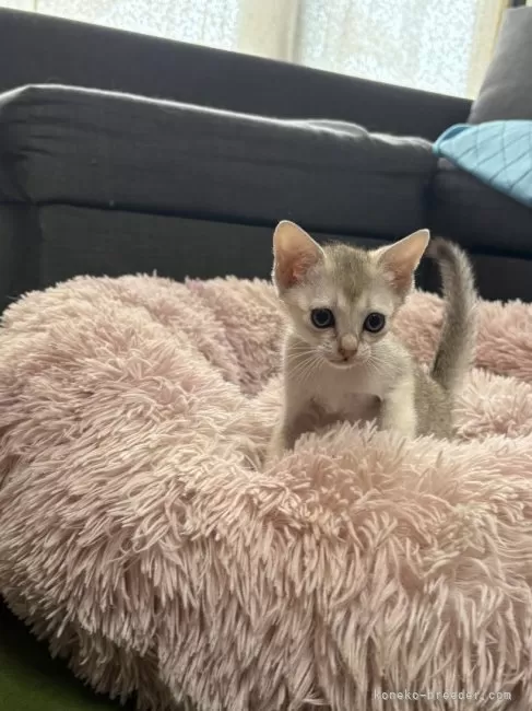ID:2504-02712の子猫