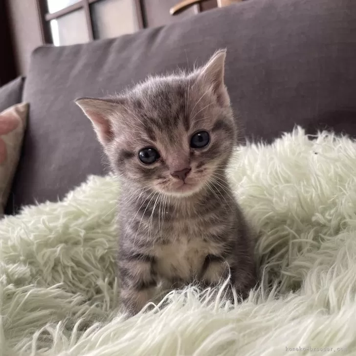 ID：2502-01690の子猫