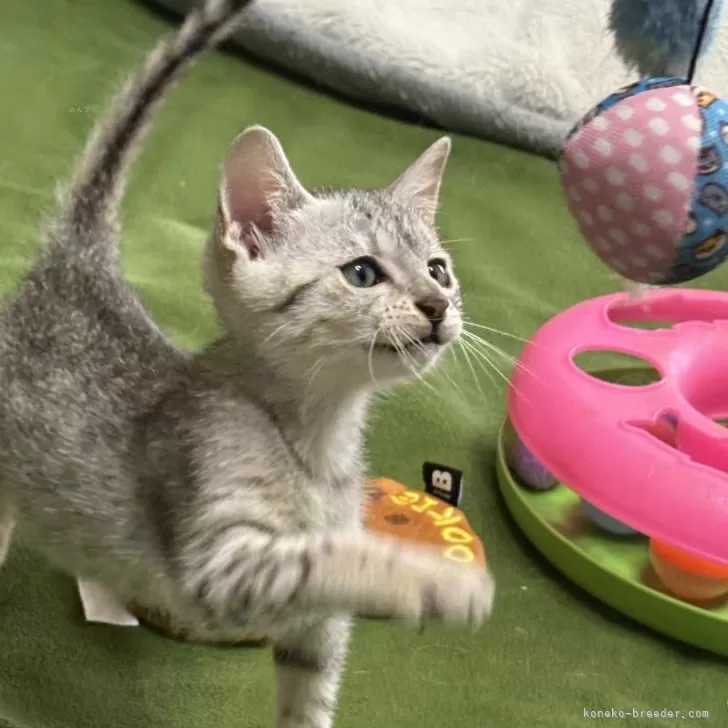 ID：2504-00117の子猫