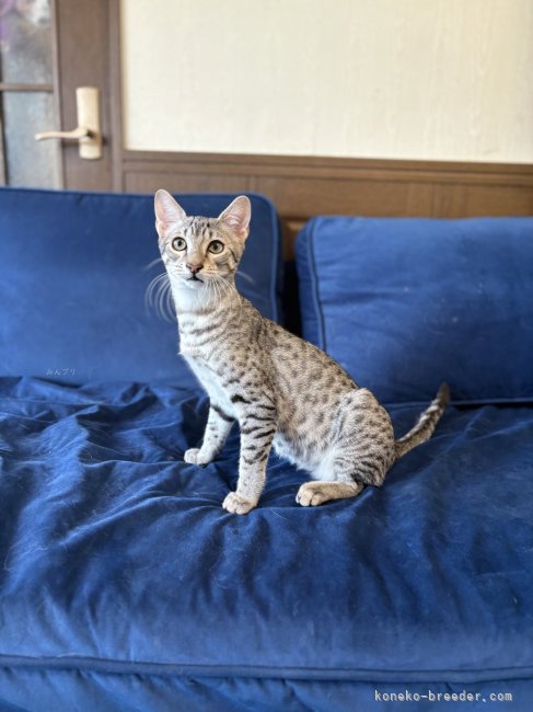 ブリーダー画像