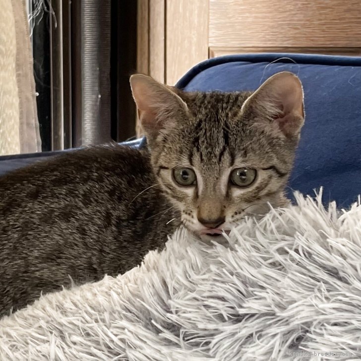 ブリーダー画像