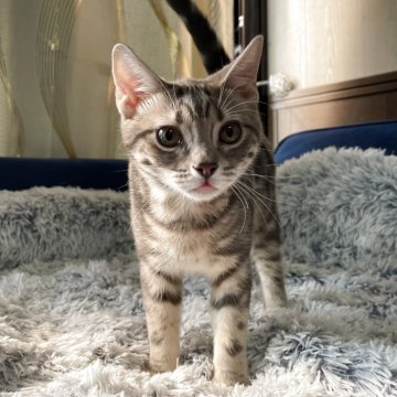 アメリカンショートヘア【岐阜県・男の子・2025年6月7日・ブルータビー】の写真「まんまるです！」